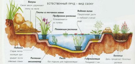 Ставок на дачі своїми руками