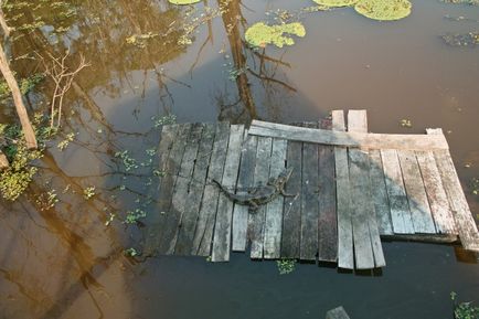 Călătorind în Amazon în Brazilia, Brazilia astăzi