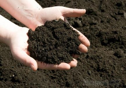 Deoxidarea solului - cum să faci un complot într-o dachă fertilă