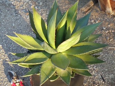 Agave növény - felülvizsgálata típusok és tanácsadás otthoni gondozás