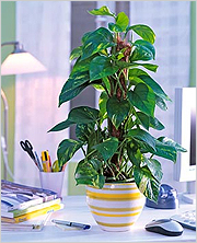 Office Növények