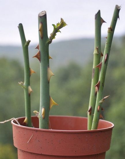 Reproducerea florilor de gradina trandafiri, irisi, crini