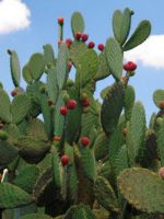 Tipuri de cactusi