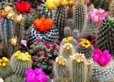 Tipuri de cactusi