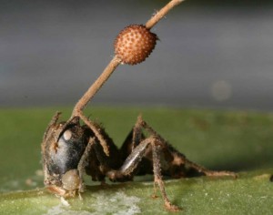 Ésszerű gomba Yuggoth