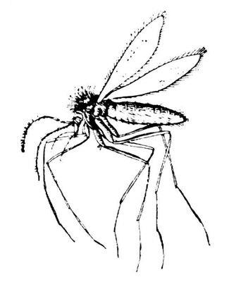 Összefoglaló Állatorvos Parazitológiai - leishmaniasis kutyák