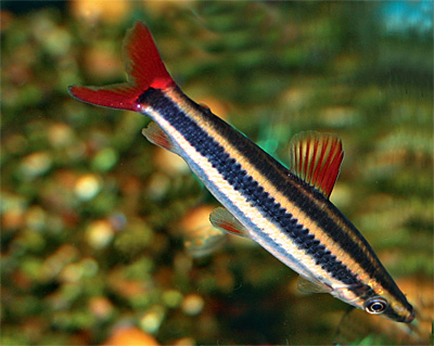 Риби для декоративного акваріума