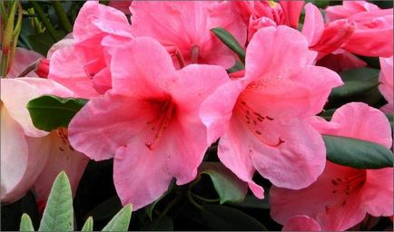 Rhododendron aterizare și îngrijire în țară (video)