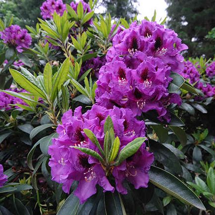 Plantarea și îngrijirea grădinii Rhododendron, precum și o fotografie a plantei