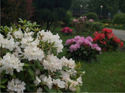 Plantarea și îngrijirea grădinii Rhododendron, precum și o fotografie a plantei