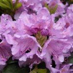 Plantarea și îngrijirea grădinii Rhododendron, precum și o fotografie a plantei