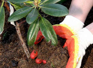 Рододендрон садовий посадка і догляд, а також фото рослини