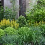 Рододендрон садовий посадка і догляд, а також фото рослини