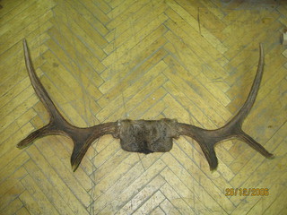 Elk coarne cu o parte din craniu și piele sunt o armă populară