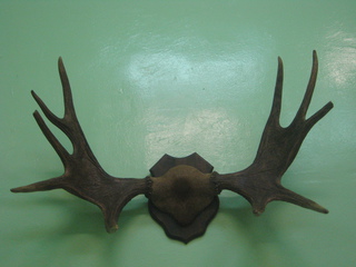 Elk coarne cu o parte din craniu și piele sunt o armă populară