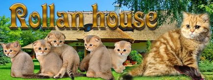 Rollan-house - casă de pisici scoțiene