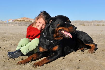 Descrierea Rottweiler a rasei de caini, materiale foto si video, comentarii despre rasa