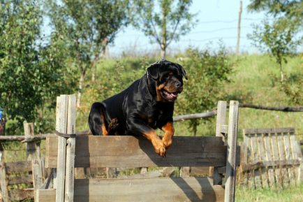 Descrierea Rottweiler a rasei de caini, materiale foto si video, comentarii despre rasa