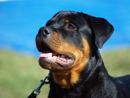 Descrierea Rottweiler a rasei de caini, materiale foto si video, comentarii despre rasa