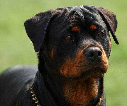 Descrierea Rottweiler a rasei de caini, materiale foto si video, comentarii despre rasa