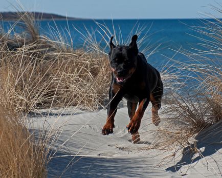 Descrierea Rottweiler a rasei de caini, materiale foto si video, comentarii despre rasa