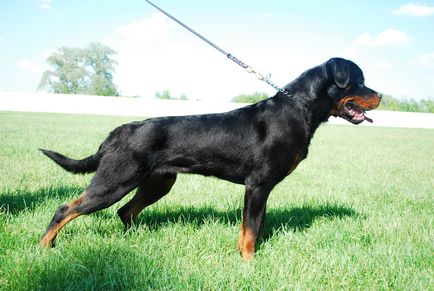 Descrierea Rottweiler a rasei de caini, materiale foto si video, comentarii despre rasa