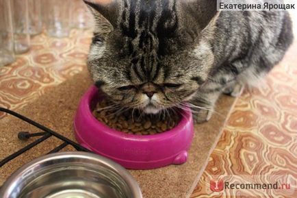 Royal Canin Perzsa macskák - „kedvenc száraz élelmiszer cicám (fotó készítmény)” vélemény