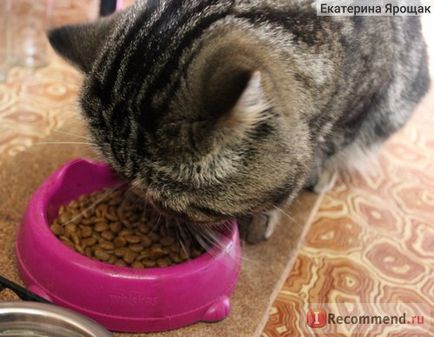 Royal Canin Perzsa macskák - „kedvenc száraz élelmiszer cicám (fotó készítmény)” vélemény
