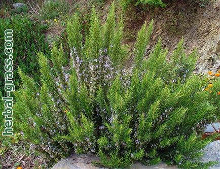 Rosemary medicinal - proprietati utile si medicinale, aplicare, proprietati utile, medicinale,