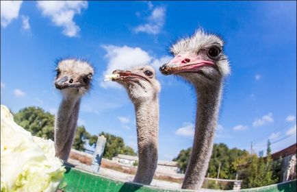 Ru atunci când creierul este mai mic decât ochiul sau cel mai stupid animal din lume