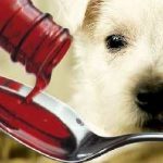 Блювота у собаки білою піною лікування, причини, жовтої, слизом, жовчю, після їжі, пронос, що робити в