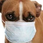 Vărsături la un câine cu tratament cu spumă albă cauzează galben, mucus, bilă, după ce a mâncat, diaree, ce să facă în