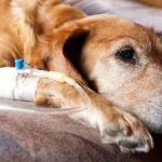 Vărsături la un câine cu tratament cu spumă albă cauzează galben, mucus, bilă, după ce a mâncat, diaree, ce să facă în