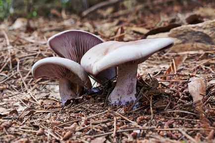 Striderovka violet - ciuperci descriere, fotografie, cum să gătească ciuperci