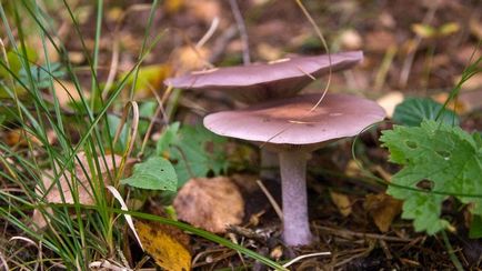 Striderovka violet - ciuperci descriere, fotografie, cum să gătească ciuperci