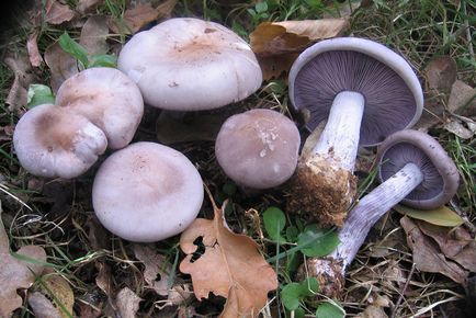 Рядовка фіолетова - гриби опис, фото, як готувати гриби