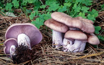 Striderovka violet - ciuperci descriere, fotografie, cum să gătească ciuperci