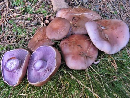 Striderovka violet - ciupercă cu miros de anason