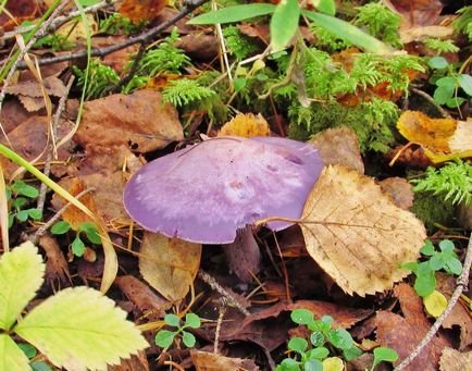 Рядовка фіолетова - гриб з анісовим запахом