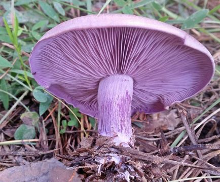 Striderovka violet - ciupercă cu miros de anason
