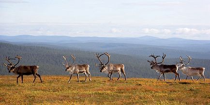Саариселька - екскурсії на снігоходах, оленях і собаках хаскі у фінській Лапландії