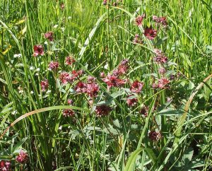 Potentilla terápiás tulajdonságainak és alkalmazási