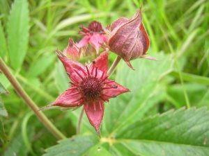 Potentilla terápiás tulajdonságainak és alkalmazási