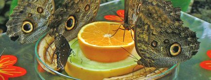 Сад метеликів в музеї оптичних ілюзій на вднх - ярмарок майстрів - ручна робота, handmade