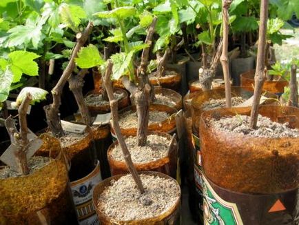 Садимо живці в картоплю (блог про рослини lunegka)
