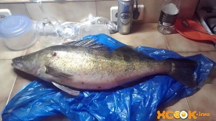 Saguday (suguday) Zander - fénykép recept, hogyan lehet egy halétel (suguday recept fotó) Saguday (suguday) Zander - fénykép recept, hogyan lehet egy étel a hal