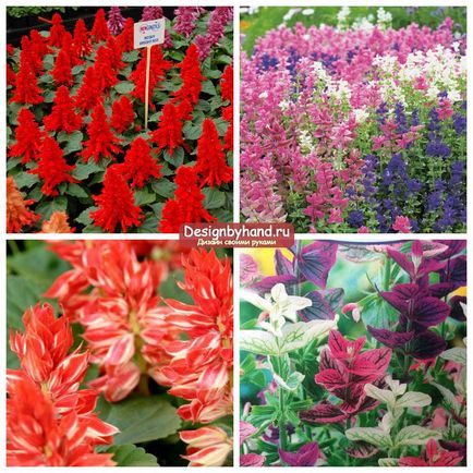 Salvia fotók és magoncok (Salvia virágok) Salvia fotók és palánták