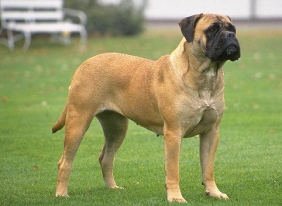 A legnagyobb kutya a világon