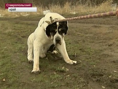A legnagyobb kutya a világon