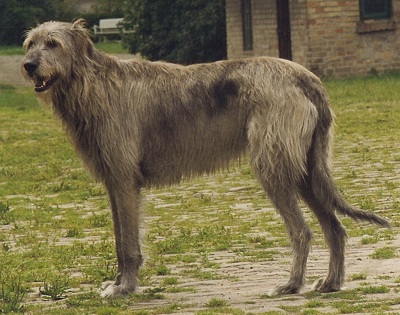 A legnagyobb kutya a világon